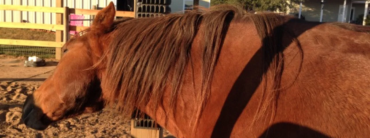 The Equine Scratcher